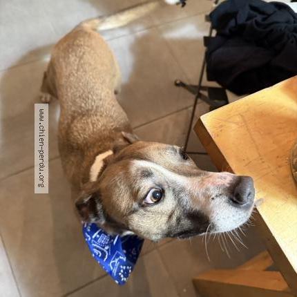 Photo de chien trouvé à 77580 Guerard