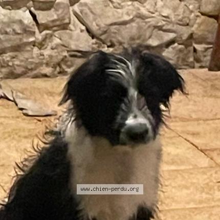 Photo 1/1 Chien retrouvé Perdu à Dax