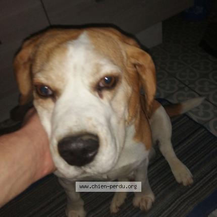 Photo 1/1 Chien retrouvé Trouvé à Cressy val de scie