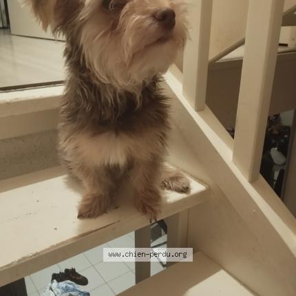 Photo 1/1 Chien retrouvé Perdu à Limoges landouge