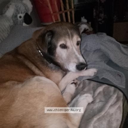 Photo de chien perdu à Reze