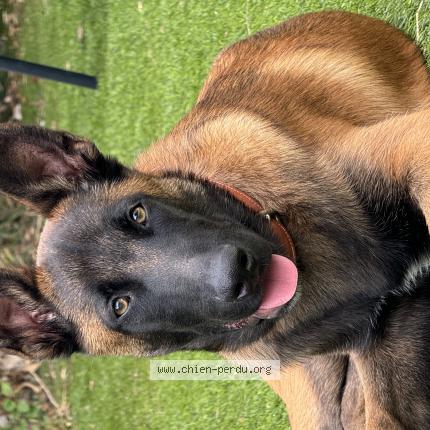 Photo 1/1 Chien retrouvé Perdu à Saint victoret