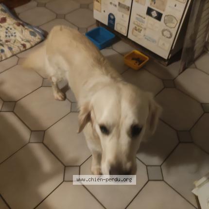 Photo de chien trouvé à Sarzeau