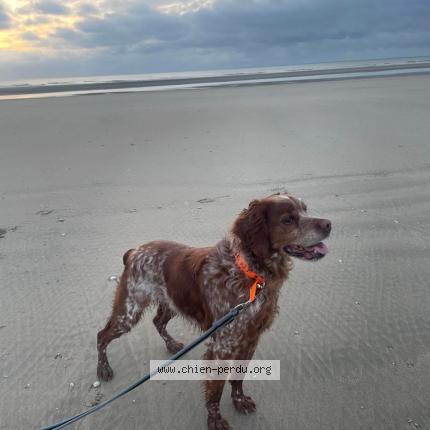 Photo de chien perdu à Avrainville