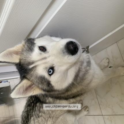 Photo 1/1 Chien retrouvé Perdu à Orgueil