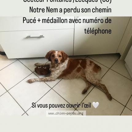 Photo de chien perdu à Fontanes