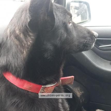 Photo de chien trouvé à Saint Barnabe