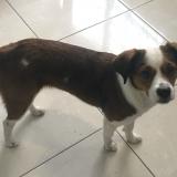 Photo de chien perdu à San Juan