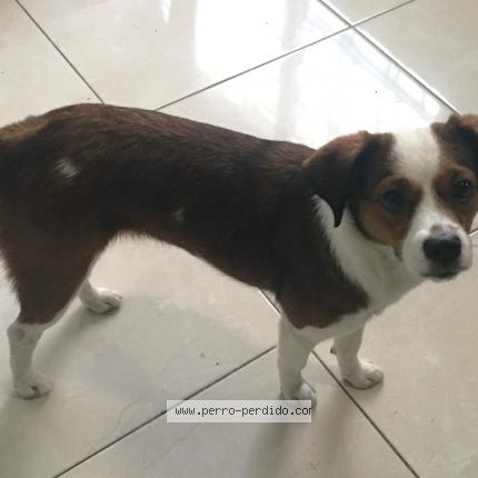 Photo 1/1 LOBA Chien perdu à San juan