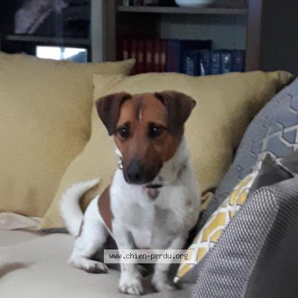 Photo de chien perdu à Mouleydier