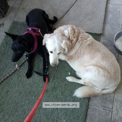 Photo 1/1 Chien retrouvé Perdu à Lendou en quercy