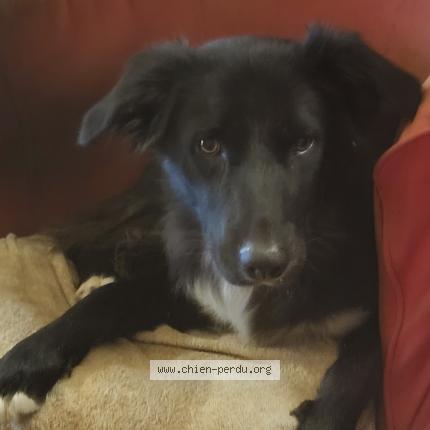 Photo de chien perdu à Violes