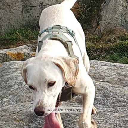Photo de chien perdu à Hameau De Beauvais