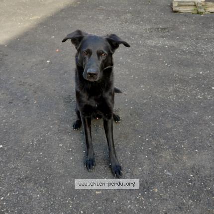Photo de chien trouvé à Labastide Gabausse