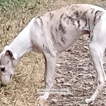 Photo 1/2 Chien retrouvé Perdu à Saint gregoire