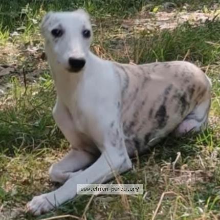 Photo 2/2 Chien retrouvé Perdu à Saint gregoire