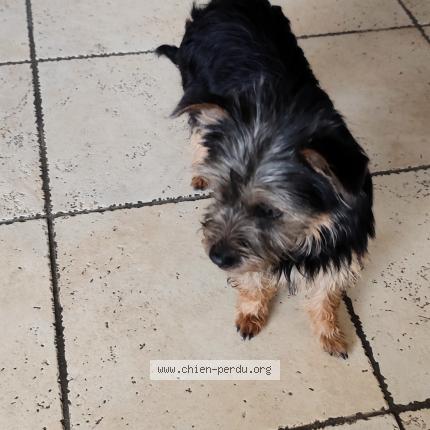 Photo de chien trouvé à Merignac