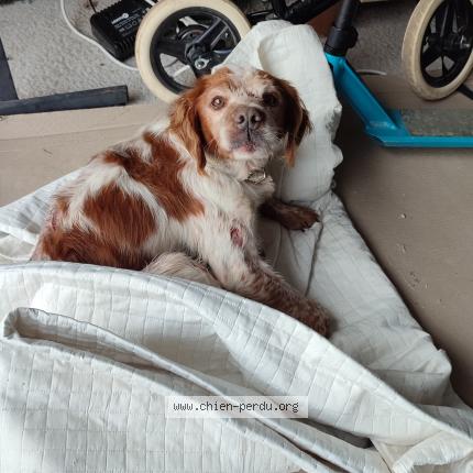Photo de chien trouvé à Saint Nauphary