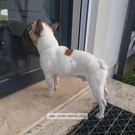 Photo de chien perdu à Saint Quentin La Poterie