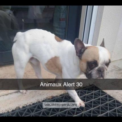 Photo 2/2 Chien retrouvé Perdu à Saint quentin la poterie