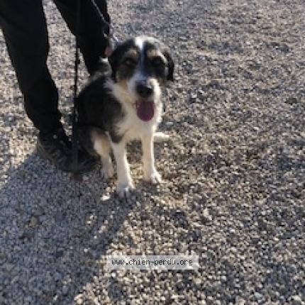 Photo de chien trouvé à Faucon