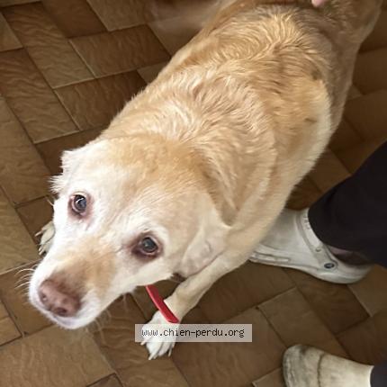 Photo de chien perdu à Izeron