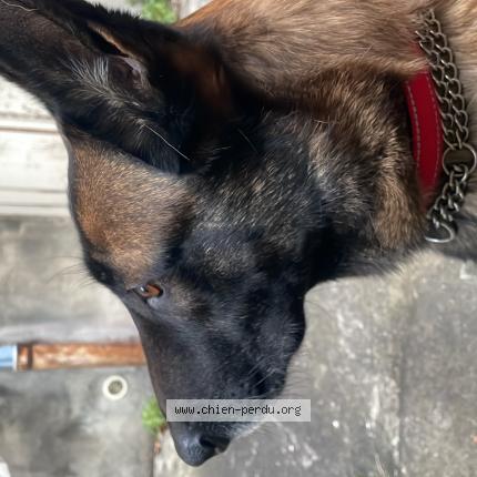 Photo de chien trouvé à Villeurbanne