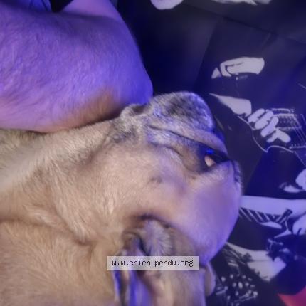 Photo de chien perdu à La Roche Sur Yon