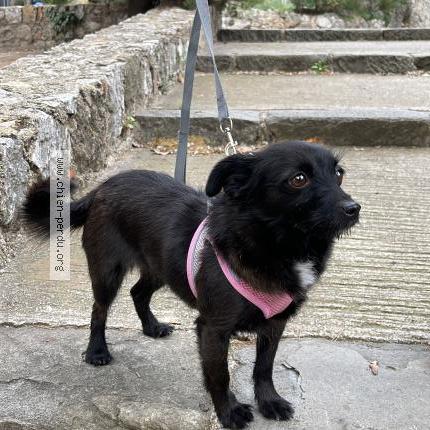 Photo 1/1 Chien retrouvé Perdu à Nice