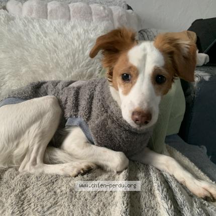 Photo de chien trouvé à Jarrie