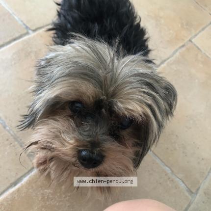 Photo de chien perdu à Vallauris