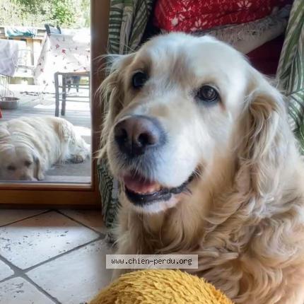 Photo de chien perdu à Jarrier