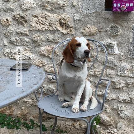 Photo de chien perdu à Cherval