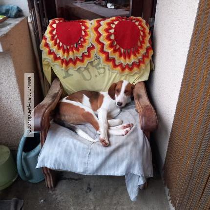 Photo 1/1 Chien retrouvé Perdu à Gap