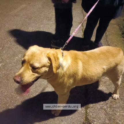 Photo 1/1 Chien retrouvé Trouvé à Montfermeil
