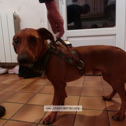 Photo de chien trouvé à La Ferte Mace