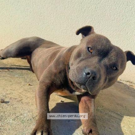 Photo de chien perdu à Arles