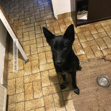 Photo 1/1 Chien retrouvé Perdu à Isigny le buat