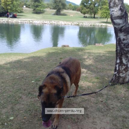 Photo de chien perdu à Montelier