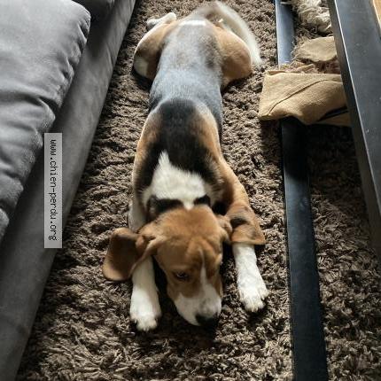 Photo de chien perdu à La Meaugon