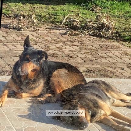 Photo 1/1 Chien retrouvé Perdu à Saint pere en retz