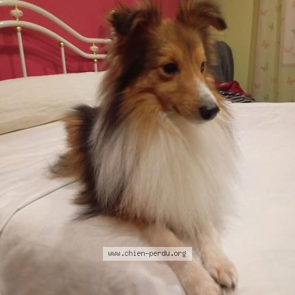 Photo 1/1 Chien retrouvé Perdu à Ambares et lagrave