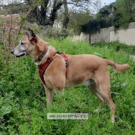 Photo 1/1 Chien retrouvé Perdu à Montpellier