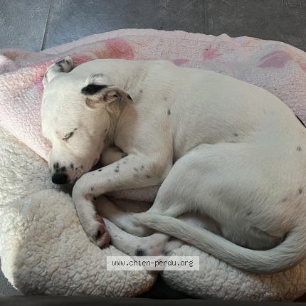 Photo 1/1 Chien retrouvé Perdu à Chateau gontier