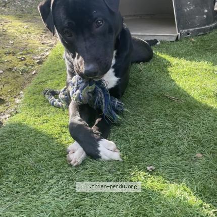 Photo de chien perdu à Cagnes Sur Mer