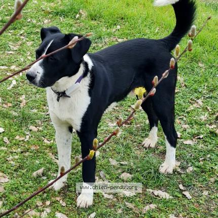 Photo 1/1 Chien retrouvé Perdu à Belmont sainte foi