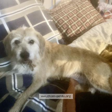 Photo 1/1 Chien retrouvé Trouvé à Perros guirec