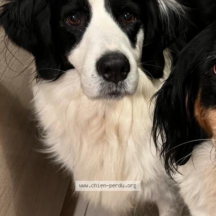 Photo 1/1 Chien retrouvé Perdu à Saumur