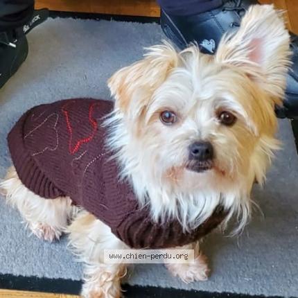 Photo 1/1 Chien retrouvé Perdu à St aubin les forges