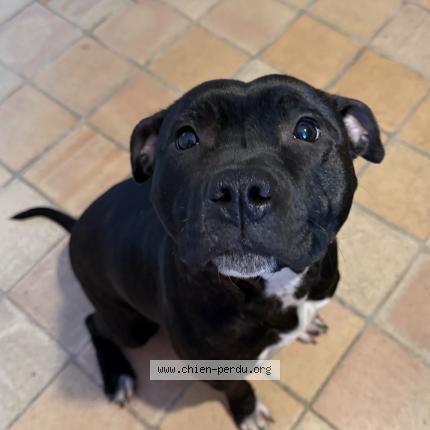 Photo de chien perdu à Bondoufle